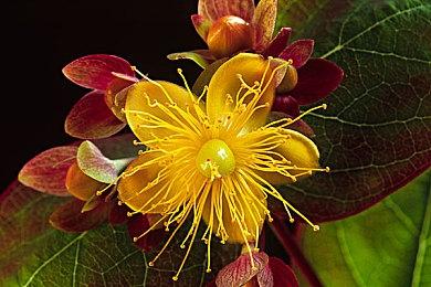 《全面战争：战锤3》超凡帝国介绍 8月推出测试版