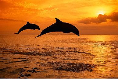 经典作品《梦幻战士》合集第二弹公布 登陆Switch