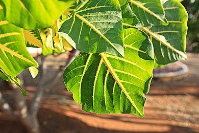 东方x恶魔城 《红魔城蕾米莉亚：绯色交响曲》首发预告