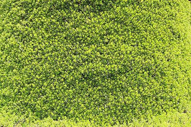 《赛博朋克2077》内置游戏《萝卜冲刺》登陆手机 免费游玩